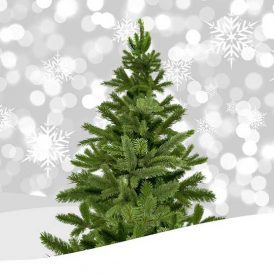 On The Garden Path: Festive Trees Image